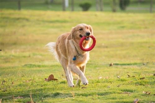 有网友爆料宠物吗视频,引发社会关注与热议